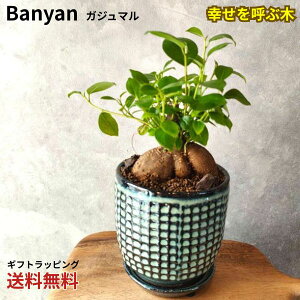 【ガジュマル】幸運の木 幸せの木 クワ科 繁栄 育てやすい 観葉植物 記念日 母の日 父の日 誕生日 ギフト ギフト植物