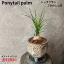 【トックリラン】観葉植物 ブタのしっぽ ポニーテール 記念日 母の日 父の日 誕生日 ギフト ギフト植物 珍しい植物