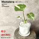 【モンステラ デリシオーサタイコン ステレーション】斑入り 希少品種 希少植物 育てやすい 観葉植物 記念日 母の日 父の日 誕生日 ギフト ギフト植物