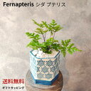 【シダプテリス】斑入り 希少品種 希少植物 育てやすい 観葉植物 記念日 母の日 父の日 誕生日 ギフト ギフト植物