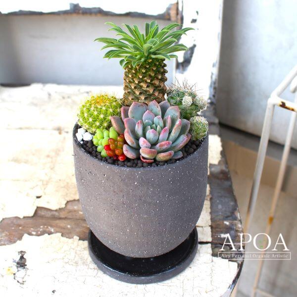 【 多肉 サボテン 寄せ植え 】敬老の日　プレゼント　サボテン　多肉寄せ植え　おしゃれ　かっこいいのサムネイル