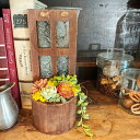【 ウッドコンポート多肉window 】母の日 多肉植物 ポイント3倍 送料無料 多肉 寄せ植え 多肉寄せ植え ちまちま寄せ ウッド 鉢 植物