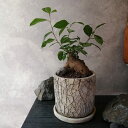 【ガジュマルクラック】ガジュマル 塊根植物 記念日 母の日 父の日 誕生日 ギフト ギフト植物