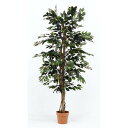 不二貿易 観葉植物 フィカス 1124 A 19840 商品コード52662 【代引・日時指定・キャンセル不可・北海道沖縄離島配送不可】 -お取リ寄せ- 4953980526625-ds
