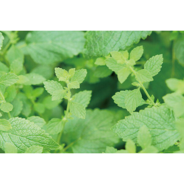 ARTEC �����ƥå� ���ץ��륬���ǥ� ����С��� ���� �����ڱ� ���ݥ��å� 102923 �ڥ���󥻥��Բġ��̳�ƻ����Υ�������Բġ� -������- 4548030029234