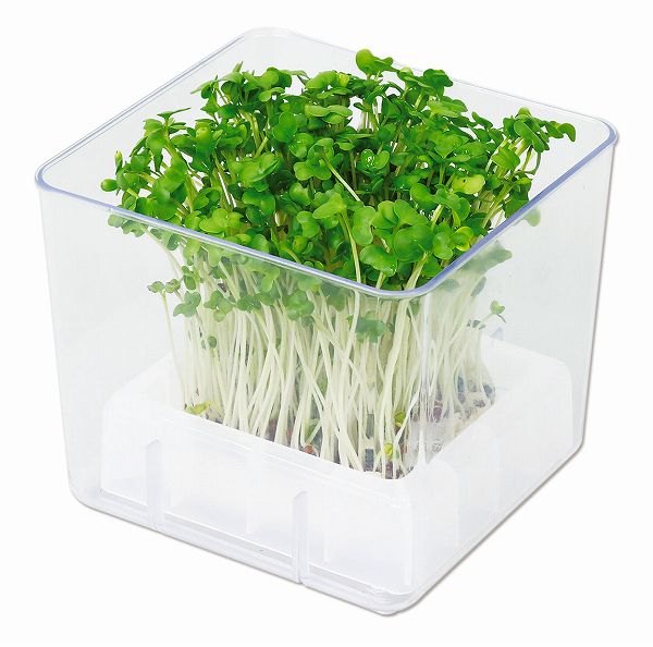 ARTEC アーテック 理科教材・備品 栽培・キット・観察 スプラウト栽培キット カイワレダイコン(夏工) 商品番号 102980 お取り寄せ 4548030029807