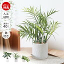 【当店限定特典付】人工観葉植物 フェイクグリーン 卓上 40cm 造花 インテリア グリーン アーティフィシャル 飾り おしゃれ ギフト 新築祝い 開店祝い 引越し祝い テーブル 会社 事務所 自宅 オフィス 玄関 洗面所 癒し