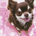 CD / オルゴール / 桜 卒業 オルゴール・コレクション / OMCA-4099