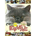 DVD / 趣味教養 / にゃんこんと くすっと笑えるネコネコ動画 ~ホントはこんなこと言ってたりして~ / VPBF-13551