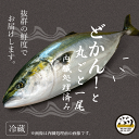 【冷蔵 ぶり セミドレス 約2.7kg】鮮度抜群 鹿児島産 冷蔵 鰤 丸ごと1尾(内臓処理済み) 刺身 さしみ ぶりしゃぶ ぶり料理に プレゼント ギフト 贈答用にも 寒ブリ buri 1 匹 1 本 ブリ