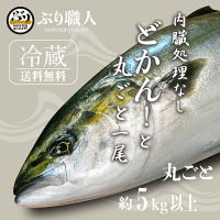 【鹿児島産ぶり】冷蔵 ぶり丸ごと1尾（内臓処理なし）約5.0kg以上