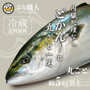 【350円OFFクーポンあり】（鹿児島産ぶり）冷蔵 ぶり丸ごと1尾（内臓処理なし）約5.0kg以上