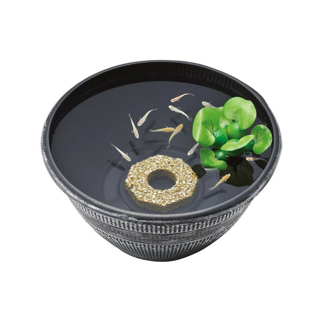 �����å��� GEX �٥��ȥХ����֥��å� �����ȭ��