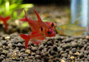 【熱帯魚】WILD　レッドファントムテトラ　ルブラ10匹セット