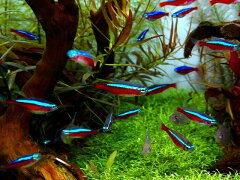 https://thumbnail.image.rakuten.co.jp/@0_mall/aqua-f-shop/cabinet/characiformes/s_characiformes/img63345253.jpg