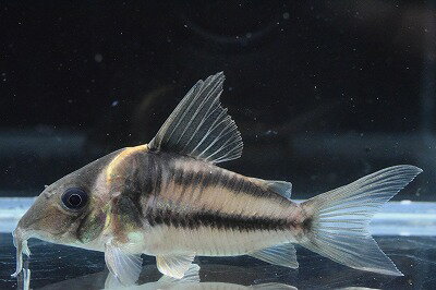 コリドラスビファシアータスジャンク...