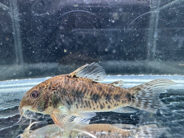 コリドラスノルディスティーニョブラ...