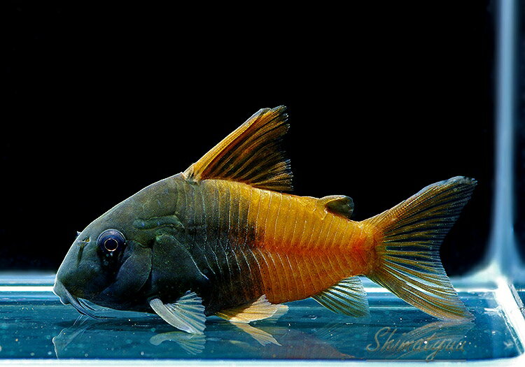 【コリドラス・ショートノーズ系】CW217　コリドラス　ビーコンコロール　Rio Tomo　1匹新種 ...