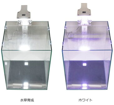 【観賞魚水槽用LEDライト】アクアシステム　LEDライト　アクシースワン ホワイト　10W≪水槽 熱帯魚 観賞魚 飼育≫