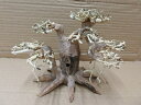 アクアF人気商品!【流木】水景BONSAI 菩提樹 m-8 高級変わり流木神戸店在庫品