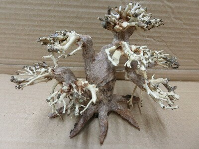 アクアF人気商品！【流木】水景BONSAI　菩提樹　m-14　高級変わり流木神戸店在庫品