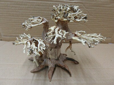 アクアF人気商品！【流木】水景BONSAI　菩提樹　m-15　高級変わり流木神戸店在庫品