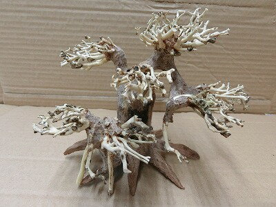 アクアF人気商品！【流木】水景BONSAI　菩提樹　m-17　高級変わり流木神戸店在庫品