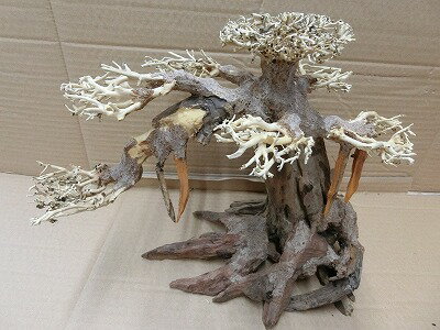 アクアF人気商品！【流木】水景BONSAI　菩提樹　Lサイズ　n-3　高級変わり流木神戸店在庫品