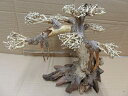 アクアF人気商品！【流木】水景BONSAI　菩提樹　Lサイズ　n-4　高級変わり流木神戸店在庫品 1