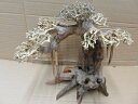 アクアF人気商品！【流木】水景BONSAI　菩提樹　Lサイズ　n-5　高級変わり流木神戸店在庫品