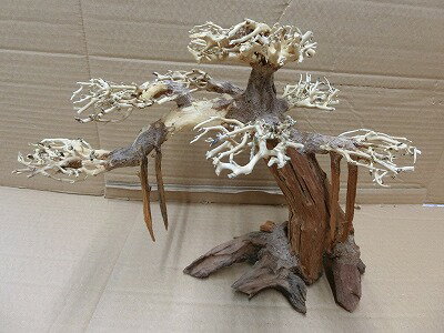 楽天AQUA-FアクアF人気商品！【流木】水景BONSAI　菩提樹　Lサイズ　n-6　高級変わり流木神戸店在庫品