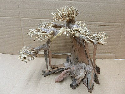 アクアF人気商品！【流木】水景BONSAI　菩提樹　Lサイズ　n-7　高級変わり流木神戸店在庫品