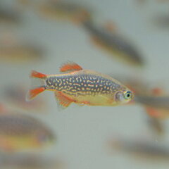 https://thumbnail.image.rakuten.co.jp/@0_mall/aqua-f-shop/cabinet/other_tropical_fish/imgrc0064545560.jpg