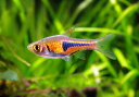 【熱帯魚】ラスボラエスペイ 10匹セット神戸店在庫! 【熱帯魚】ラスボラエスペイ 10匹セット神戸店在庫!