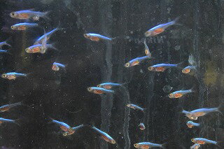 【熱帯魚】ラスボラアクセルロディ　ブルー10匹セット神戸店在庫のサムネイル