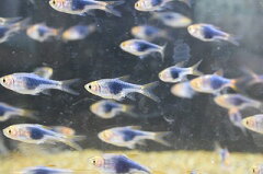 https://thumbnail.image.rakuten.co.jp/@0_mall/aqua-f-shop/cabinet/other_tropical_fish/imgrc0074108386.jpg