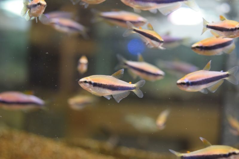 【熱帯魚】インパイクティスケリ− 10匹セットセール価格！神戸店在庫魚