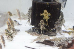 https://thumbnail.image.rakuten.co.jp/@0_mall/aqua-f-shop/cabinet/plecostomus/kinpeko/imgrc0075714517.jpg