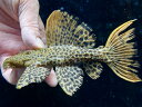 【プレコ・トリム系】オレンジフィンレオパードトリム 2番 神戸店在庫≪熱帯魚 観賞魚 飼育アクアリウム レア 珍種≫(4)