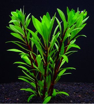 商品説明 細かく密に輪生する細い葉がとても美しい、1本でも十分存在感のある水草。水上葉からでも水中葉に変わりやすく、育てやすい。 写真は5本をまとめて植えた状態です。 分類名 ：双子葉 科名　 ：キツネノゴマ科 Acanthaceae 学名　 ：Hygrophila sp. 分布　 ：キューバ 葉の色 ：緑系 CO2　　：必要 照明　 ：20W x 4本 配置　 ：前景又は中景※写真はイメージです。 葉の大きさ、枚数、色が異なる場合が御座います。商品は約2〜3本です ※1束あたりの本数は水草の種類により異なります。※水草の注文受付締め日は日曜日と水曜日です。※水草の発送日は水曜日と土曜日のみです。（日曜日締めなら最短水曜発送、水曜日締めなら最短土曜発送になります）※水草のみのご購入額が￥5,000−以下の場合は別途梱包料として￥500−がかかります。（生体・物品と同梱可能,レターパック利用時は除く） ※国産水草鉛巻き10本以下の場合は送料￥180−のスマートレター(ポスト投函渡し)で送れます（保証なし） ※国産水草鉛巻き50本以下の場合は送料￥520−のレターパックプラス(対面受け渡し)で送れます（保証なし） ※スマートレター及びレターパックプラスでは代金引換及び日時指定が出来ません。 ※代金引換及び日時指定をご希望の場合は、当店通常便のヤマト運輸便を利用します。 ※ 学名 不詳 サイズ（大きさ） 　　　　 水槽サイズ 全般 水質 淡水 【購入時のご注意事項】 ※ご覧になるパソコンのディスプレイによってカラーは若干異なってまいります。予めご了承下さいませ。※生体は、環境、水質、コンディション、輸送のストレスにより色彩や柄が変化する場合があります。写真と多少異なる場合でも、返品の対象となりませんのでご了承ください。