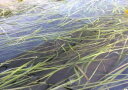 【水草】国産水草　スレンダー　バリスネリア　水中　3束　神戸店在庫ロゼット型安心の国産水草