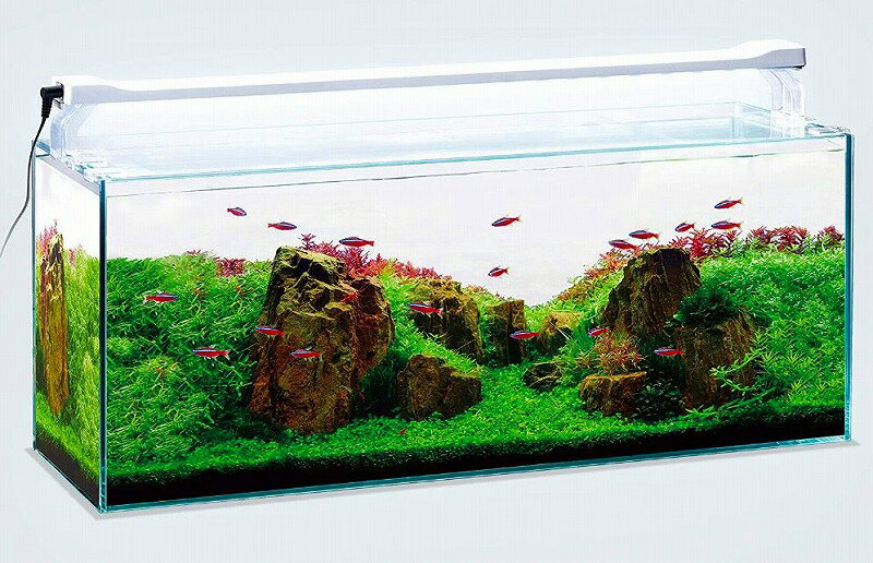 GEX クリアLED POWER SLIM 600ホワイト [幅60cm水槽用]白色1色