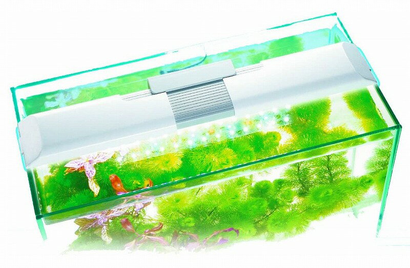 GEX ���ꥢLED �����ꥪ ���饤��[��30��40cm������]�֡��ġ���3��