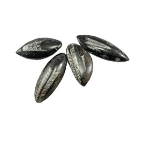 モロッコ産 天然化石 直角貝(オルトケラス/オーソセラス/オルソセラス)小サイズ 1個売り / 天然石、パワーストーンの専門店インペリアルオーラ おしゃれ かわいい オシャレ 可愛い プレゼント ギフト 贈り物