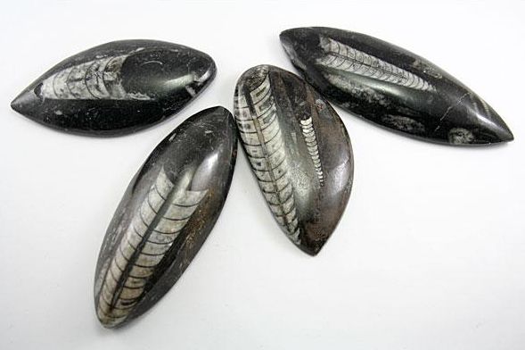 モロッコ産 天然化石 直角貝(オルトケラス/オ...の紹介画像2