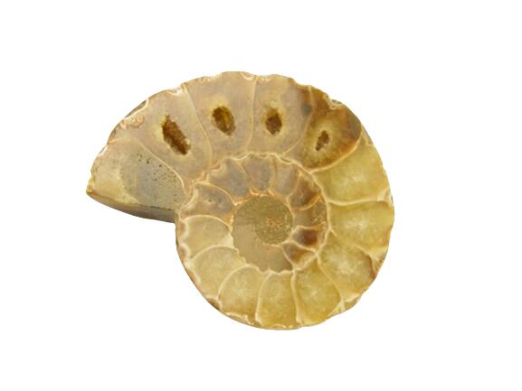 化石 アンモナイト (マダガスカル産) 1個売り プチギフト 転勤 退職 お礼 母の日 敬老の日 ギフト / 天然石、パワーストーンの専門店インペリアルオーラ ...