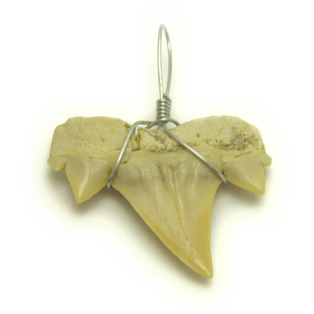 モロッコ産 天然化石 古代種サメの歯化石 ペンダントトップ1個売り プチギフト 転勤 退職 お礼 母の日 敬老の日 ギフト / 天然石、パワーストーンの専門店イ...