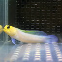 イエローヘッドジョーフィッシュ 5-7cm± ! 海水魚 ハゼ 15時までのご注文で当日発送(t121