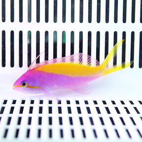 カーベリーアンティアス 3匹セット!5-7cm± 海水魚 ハナダイ 餌付け 15時までのご注文で当日発送(t118