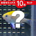 スズメダイ MIX 10匹セット 海水魚 生体 ススメダイ 15時までのご注文で当日発送(t117